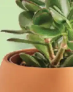 IGA AQUATIC PACHERA, SANSEVIER SUCCULENTE OR HANGING PLAN offer