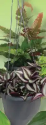 IGA HANGING PLANT OR GREEN PLANTS offer