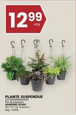 Rachelle-Bery Grocery HANGING PLANT offer