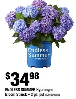 Home Depot Endless summer hydrangea bloom struck 2 gal pot offer