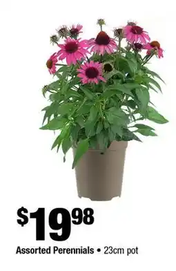 Home Depot Assorted perennials 23cm pot offer