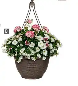Home Depot Hanging basket offer