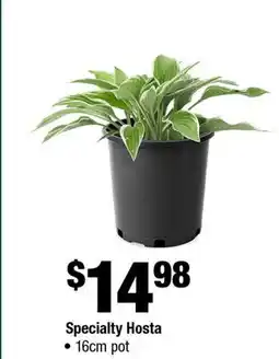 Home Depot Specialty hosta 16cm pot offer