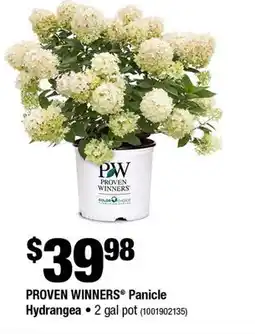 Home Depot Proven winners panicle hydrangea 2 gal pot offer