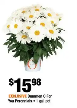 Home Depot Dummene 0 for you perennials 1 gal pot offer