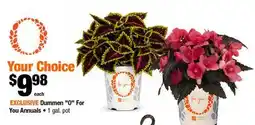 Home Depot Dummen 0 for you annuals 1 gal pot offer