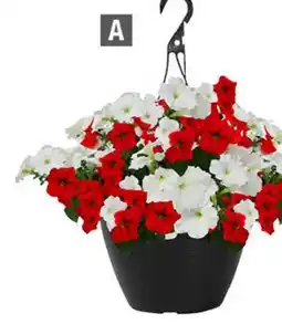 Home Depot Grande villa 11 pot offer