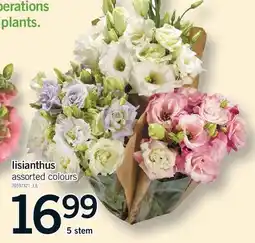 Fortinos LISIANTHUS, 5 STEM offer