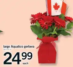 Fortinos LARGE AQUATICO GERBERA offer