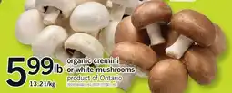 Fortinos ORGANIC CREMINI OR WHITE MUSHROOMS offer