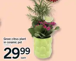 Fortinos GROVE CITRUS PLANT IN CERAMIC POT offer