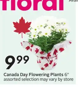 Sobeys Canada Day Flowering Plants offer