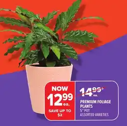 Metro PREMIUM FOLIAGE PLANTS offer