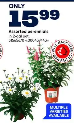 RONA Assorted perennials offer