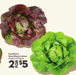Longo's Fresh Red or Green Boston Lettuce offer