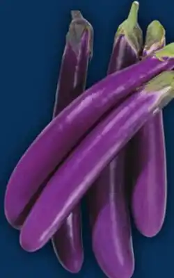 Food Basics INDIAN OR CHINESE EGGPLANT offer