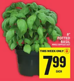 Food Basics 8 POTTED BASIL offer