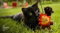 Mondou ZOOM PETS Cat teaser offer