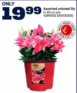 RONA Assorted oriental lily offer