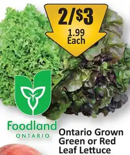 Starsky Ontario Grown Green or Red Leaf Lettuce offer
