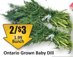 Starsky Ontario Grown Baby Dill offer