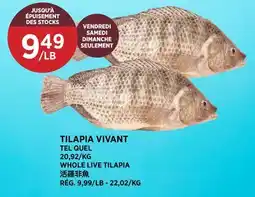 Kim Phat WHOLE LIVE TILAPIA offer