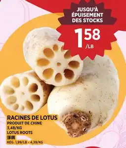 Kim Phat LOTUS ROOTS offer