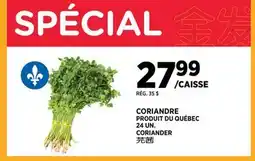 Kim Phat CORIANDER offer
