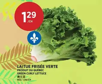 Kim Phat GREEN CURLY LETTUCE offer