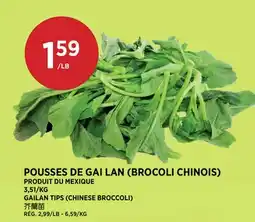 Kim Phat GAILAN TIPS (CHINESE BROCCOLI) offer