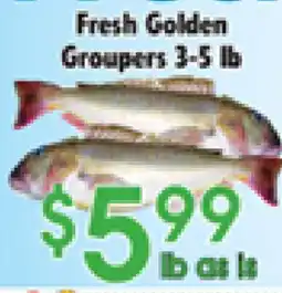 Danforth Food Market Fresh Golden Groupers offer