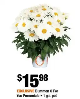 Home Depot Dummen 0 for you perennials 1 gal pot offer