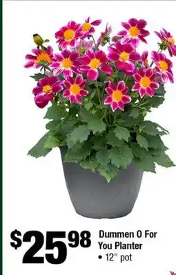 Home Depot Dummen 0 for you planter 12 pot offer