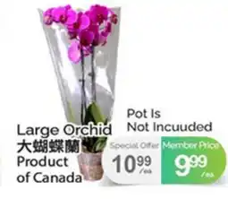 T&T Supermarket LARGE ORCHID offer