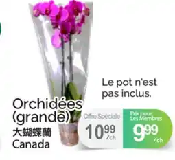 T&T Supermarket Orchidées (grande) offer