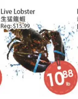 Fresh Palace Supermarket Live Lobster offer