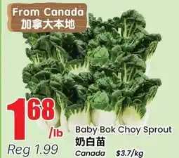 Terra Foodmart Baby Bok Choy Sprout offer