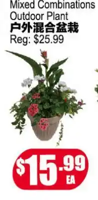 Yuan Ming Supermarket Mixed Combinations Outdoor Plant offer