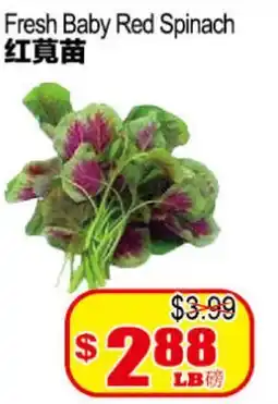 Yuan Ming Supermarket Fresh Baby Red Spinach offer