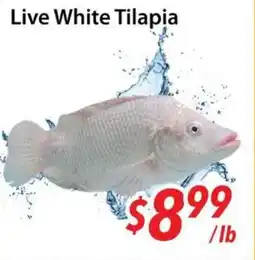 Bestco Food Mart Live White Tilapia offer