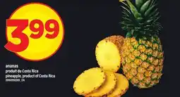 Maxi ANANAS | PINEAPPLE offer