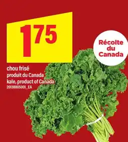 Maxi CHOU FRISÉ | KALE offer