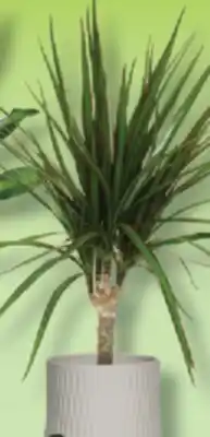 IGA DRACAENA offer