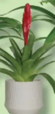 IGA BROMELIA offer