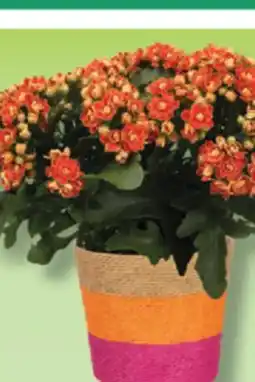 IGA BROMELIA, DRACAENA, KALANCHOE OR AQUATIC PACHERA offer