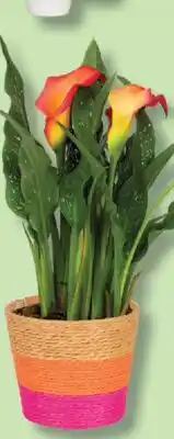 IGA CALLA LILY offer