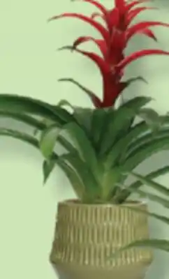 IGA BROMELIA offer