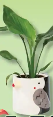 IGA GREEN PLANTS offer