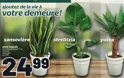 Metro PLANTE TROPICALE | TROPICAL PLANT POT DE PLASTIQUE DÉCORATIF offer