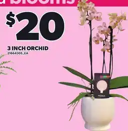 Loblaws 3 INCH ORCHID offer